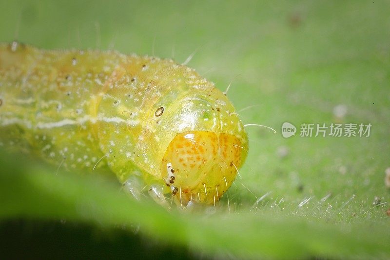 烟草芽虫，又名天竺葵芽虫;天竺葵叶片上的Heliothis virescens(天竺葵属)